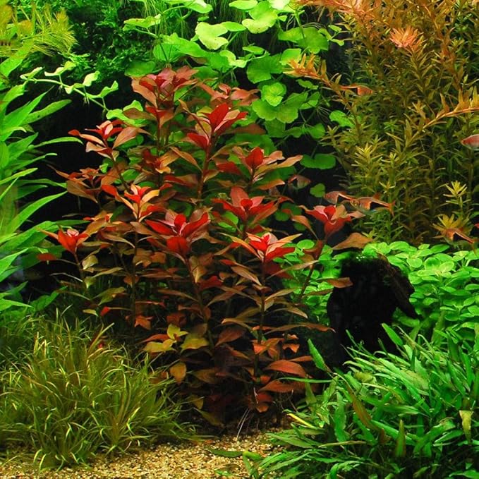 24 Plants Bundle / 6 Species Live Aquarium Plants Package - Microsorum, Amazon Sword, Anubias, Moneywort, Hornwort, etc. (100+ Gallon Aquariums)