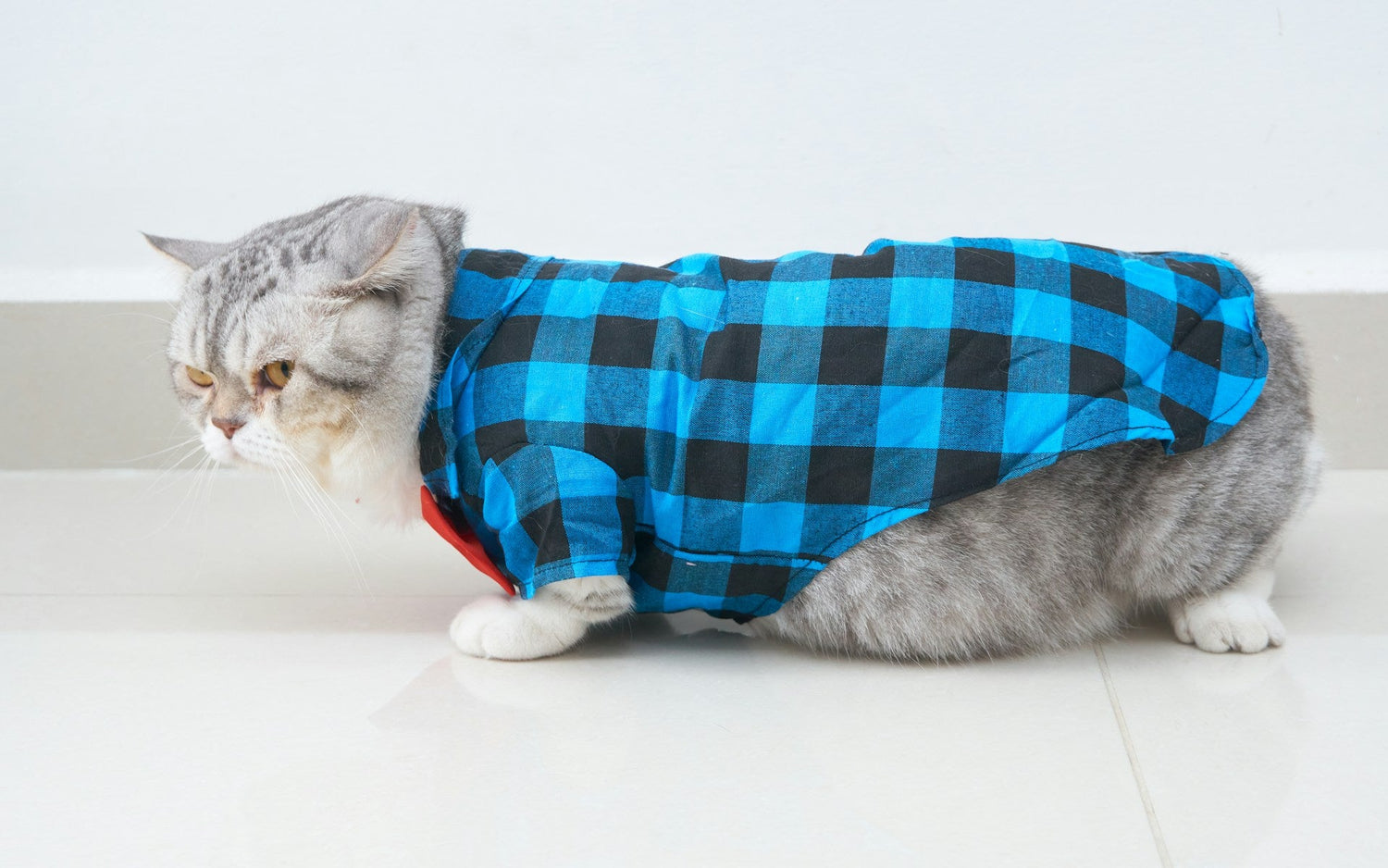 Cat Apparel & Accessories