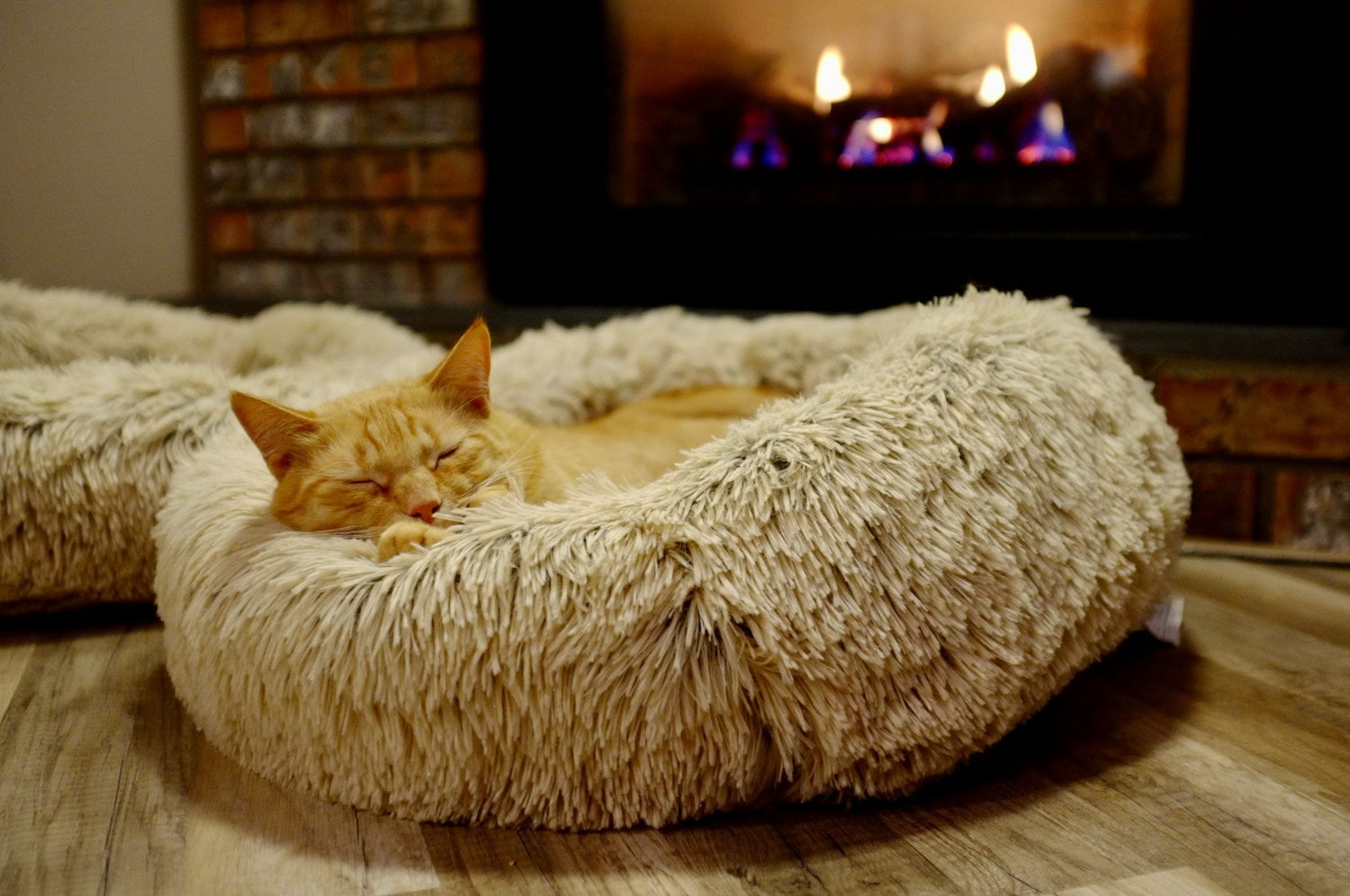Cozy Cat Beds