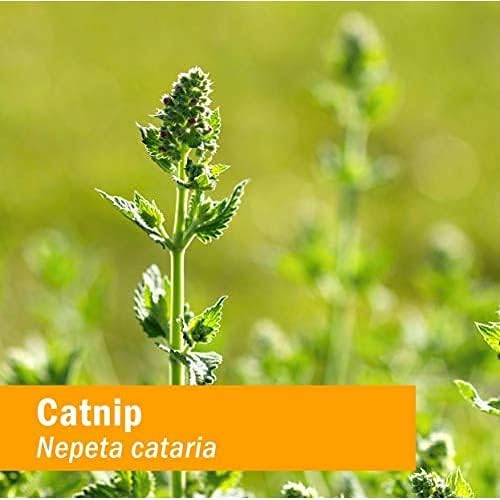 Herb Pharm Certified Organic Catnip Liquid Extract for Calming Nervous System Support, 1 Fl Oz