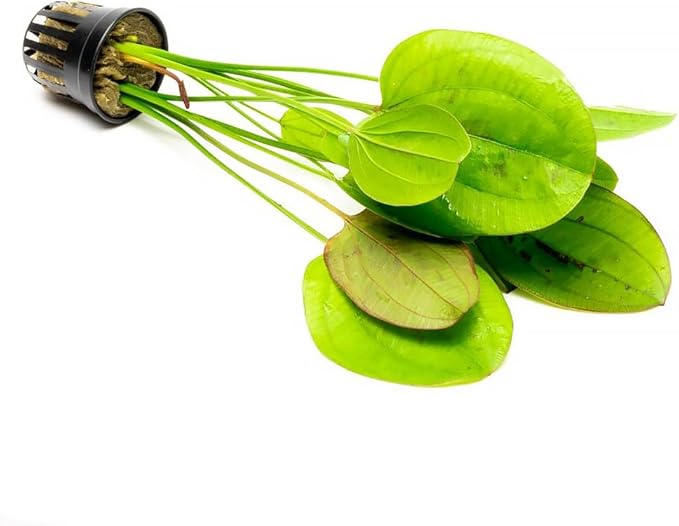 Echinodorus Yellow Sun Sword Live Plant for Freshwater Aquariums, Natural Fish Tank Decorations, and Aquatic Decor (1 Pot (2-3 Plants))