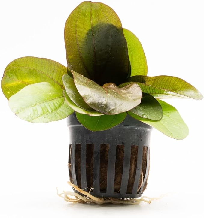 Echinodorus Reni Sword Live Plant for Freshwater Aquariums, Natural Fish Tank Decorations, and Aquatic Decor (1 Pot (2-3 Plants))