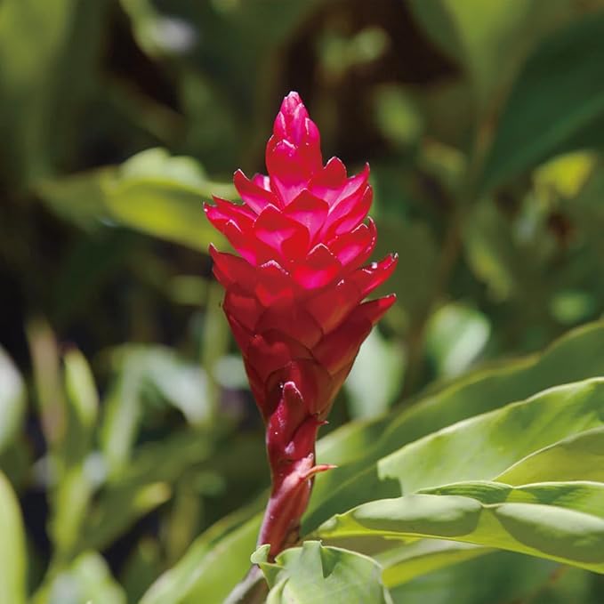 Aromatics International Ginger Hydrosol 100ml | Warm Aromatic Spray for Daily Use