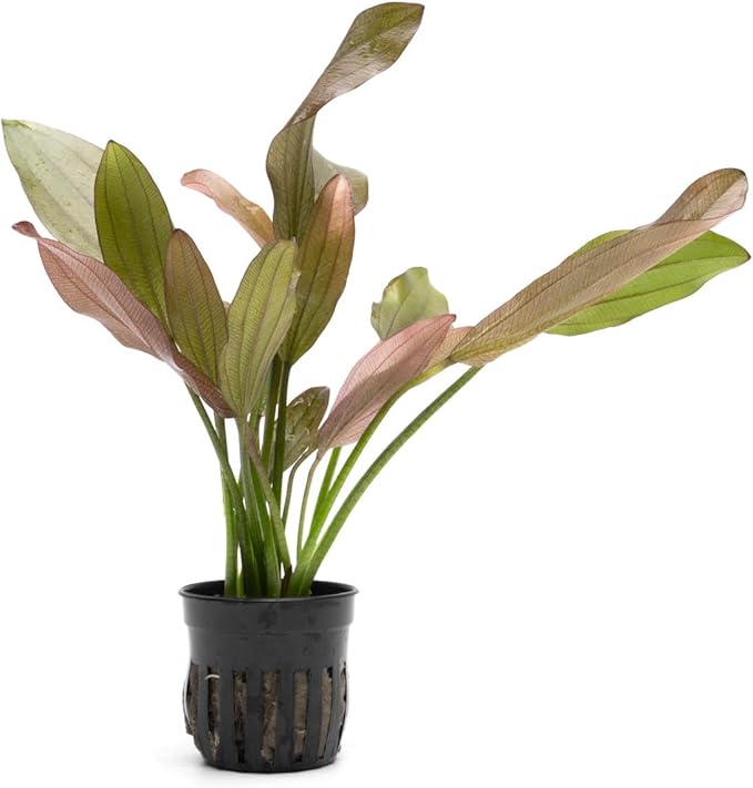 Echinodorus Rose Sword Live Plant for Freshwater Aquariums, Natural Fish Tank Decorations, and Aquatic Decor (1 Pot (2-3 Plants))
