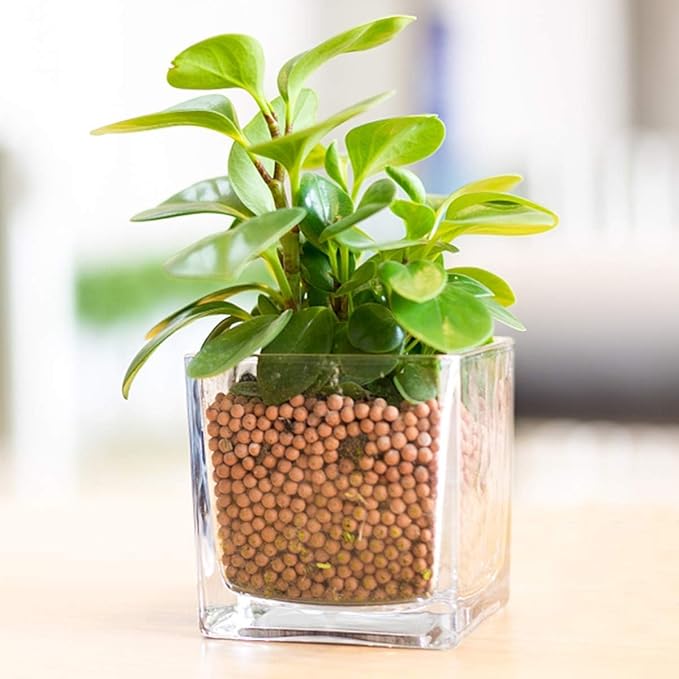 TOYPOPOR Clay Pebbles Gardening Ceramsite Orchid Hydroponic Grow Media Clay Rocks Drainage Water Purification Ceramsite Decor Cultivation Soil Stone Horticultural Grade for Hydroponics Aquaponics 6lb