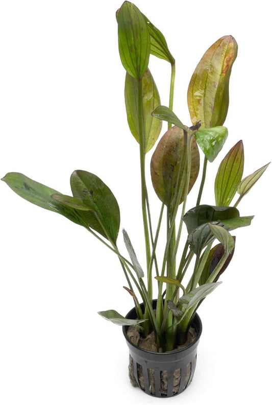 Echinodorus Ozelot Green Sword Live Plant for Freshwater Aquariums, Natural Fish Tank Decorations, and Aquatic Decor (1 Pot (2-3 Plants))