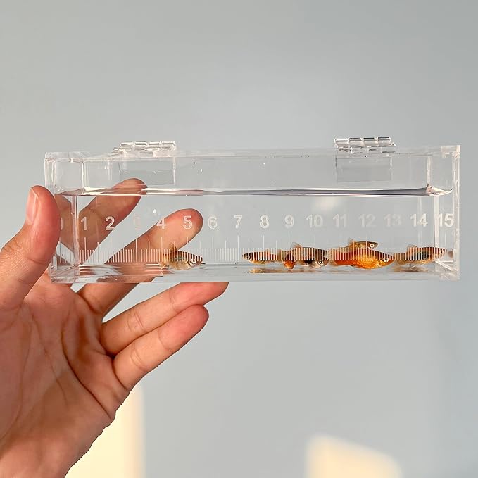 Fish Viewing Box Container with Lid and Scale, Acrylic Portable Fishing Mini Aquarium, Small Fish Breeder Hatching Boxes, Safe Tank Case for Breeding Egg Photo Isolation Outdoor Indoor