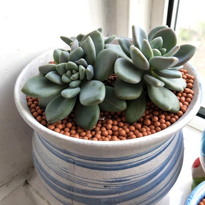 TOYPOPOR Clay Pebbles Gardening Ceramsite Orchid Hydroponic Grow Media Clay Rocks Drainage Water Purification Ceramsite Decor Cultivation Soil Stone Horticultural Grade for Hydroponics Aquaponics 6lb