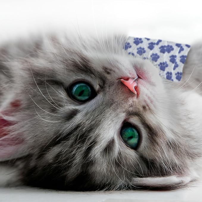 PetFlex Paw Pack – Flexible Self-Adhering Elastic Bandage for Wound Care – First Aid Wrap for Small Animals Like Dogs, Cats, and Other Pets - 2 inch, 6 Rolls