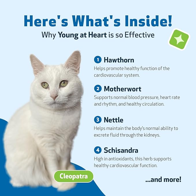 Pet Wellbeing Young at Heart for Cats - Heart Health, Circulatory & Cardiovascular System, Hawthorn, Motherwort, Schisandra - Veterinarian-Formulated Herbal Supplement 4 oz (118 ml)