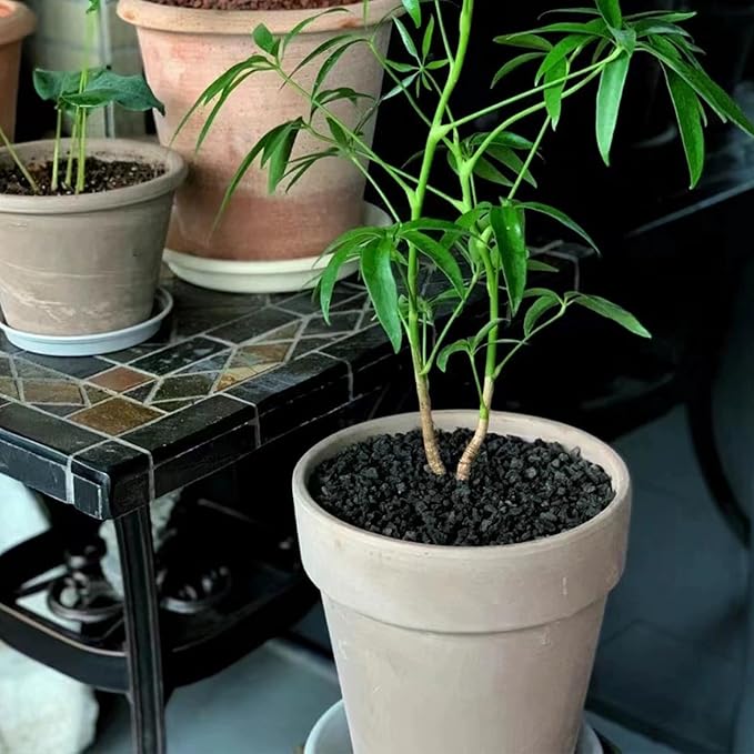 5 lbs Black Lava Rocks for Plants,1/4 Inch Crush Volcanic Rock Pumice Soil Additive for Succulent Aquarium Cactus Bonsai Fire Pits and Garden Landscaping