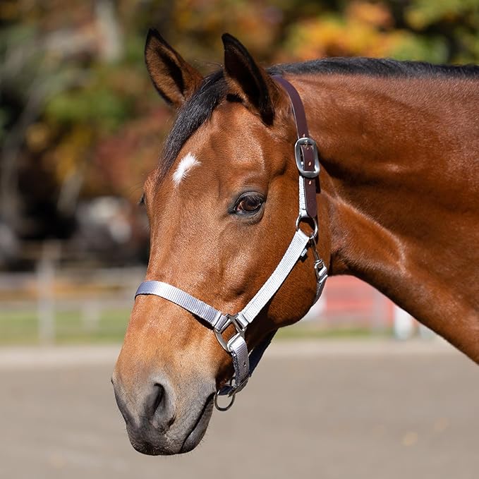Equinavia Loki Adjustable Breakaway Horse Halter - Silver Sconce Gray - Horse