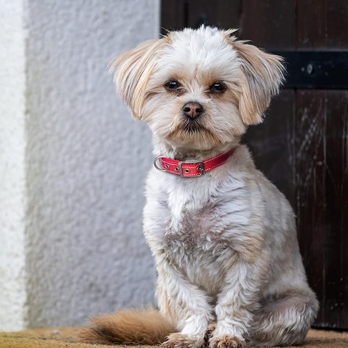 Fida Heavy Duty Dog Collar, Ultra Comfortable Soft Neoprene Padded, Adjustable Reflective Nylon Pet Collar with Durable Metal Belt Buckle for Small Breeds (S, Red)
