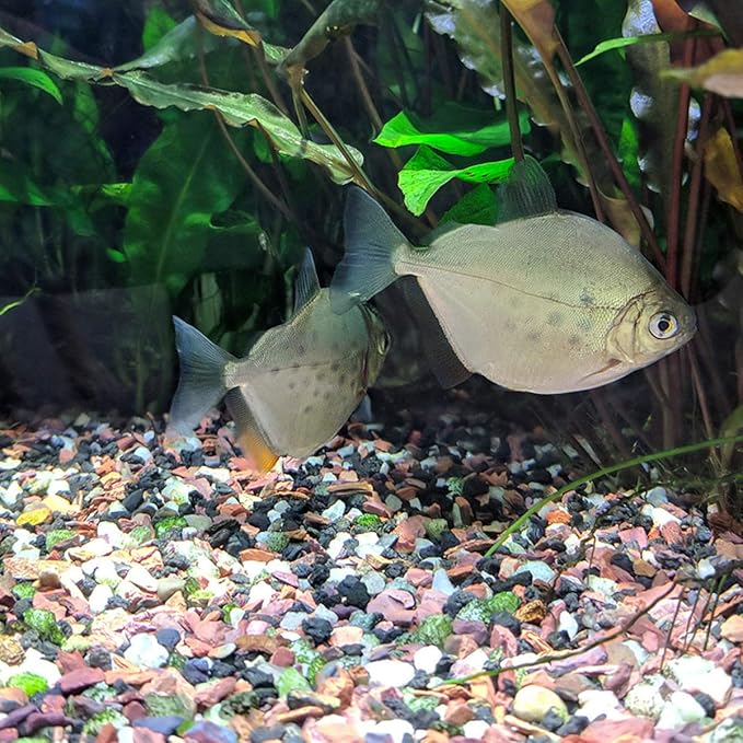 TOYPOPOR Red Lava Accent Rocks Outdoor Decorative Stones for Craft Projects, Vase Fillers, Succulents, Cactus Pots, Terrarium Plants 2.2LB