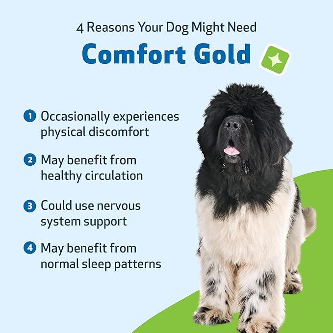 Pet Wellbeing Comfort Gold for Dogs - Supports Canine Physical Comfort, Healthy Circulation, Corydalis, Turmeric - Veterinarian-Formulated Herbal Supplement 4 oz (118 ml)