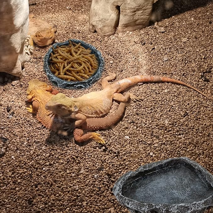 2 Pack Reptile Feeding Dish Corner Bowl, Reptile Water Dish Food Bowl Feeding Terrarium Bowls for Bearded Dragon Lizard Frog Gecko Tortoise Hermit Crab