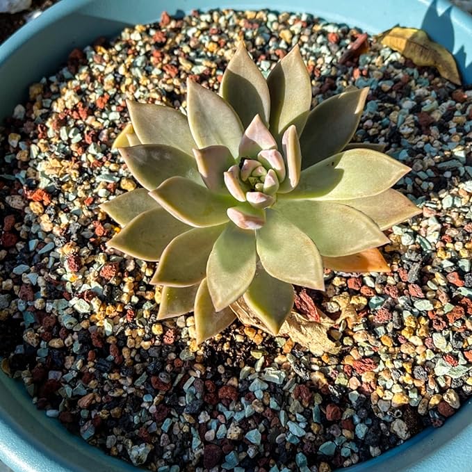 18lb Mix Horticultural Lava Rock Pebbles Pumice Potting Soil Amendment Succulent Cactus Bonsai Gritty Rock Decorative Gravel Plant Drainage Volcanic Rock for Aquarium Fairy Gardening Top Dressing