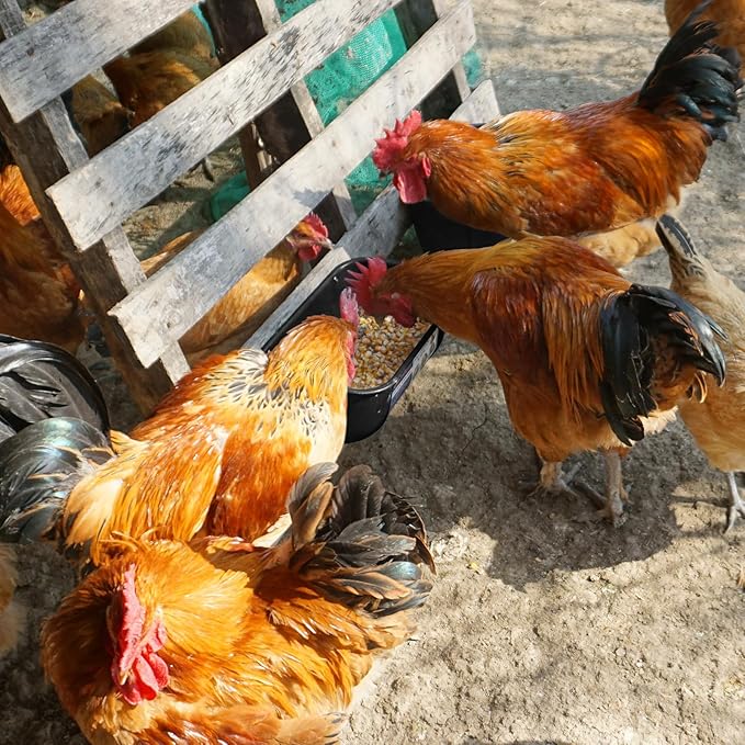 Goovilla Chicken Feeder Waterer, Hanging or Screw-in Fence Feeders with Clips, 2 Pack 5 Quart Goat Feeding Supplies, Duck Piglet Sheeple Coop Dog Livestock Poultry Plastic Feeder Trough Bucket, Black