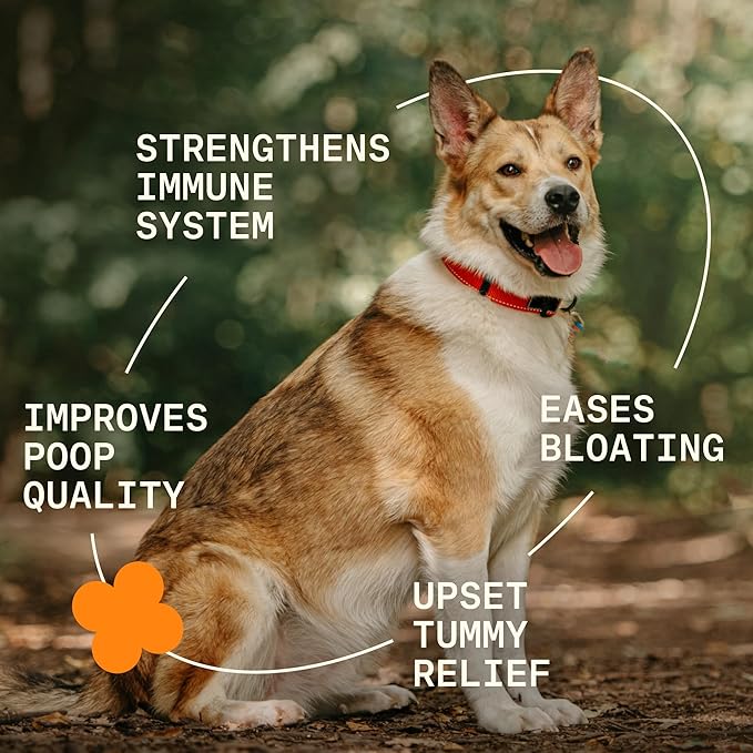 5-in-1 Dog Probiotic Powder – 100% Natural Gut Health Support with Prebiotics, Postbiotics & Enzymes – Crafted by Dog Nutritionist Kayla Kowalski, Made in USA – 30 Scoops