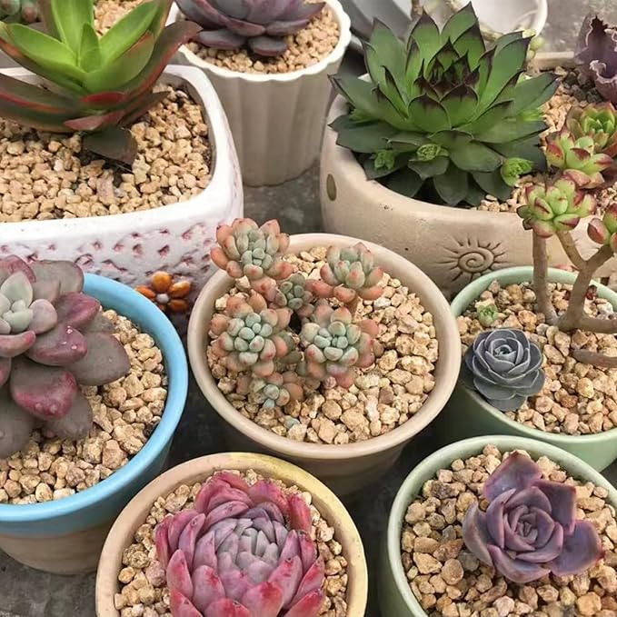 2 lbs Maifanitum Stones for Succulent,1/4 Inch Decorative Rocks for Indoor Plants, Bonsai, Soil Cover. Small Stone of Lightweight for Promote Soil Root Growth, Water Drainage and Plant Growth