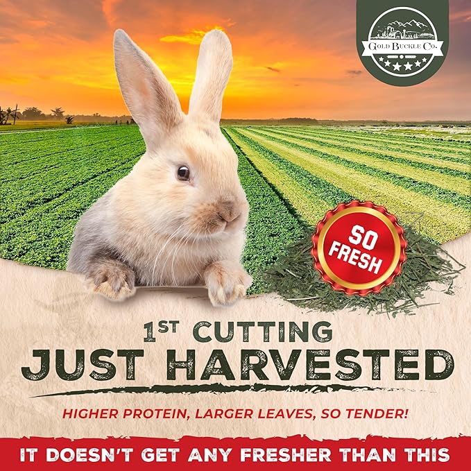 20lb Freshly Dried Organic Alfalfa Hay for Guinea Pigs, Rabbits, Chinchillas, Goats, Hamsters & Ferrets, Small Animal Food Rich in Protein & Fiber, Hand-Selected, Hand sorted, USA Grown